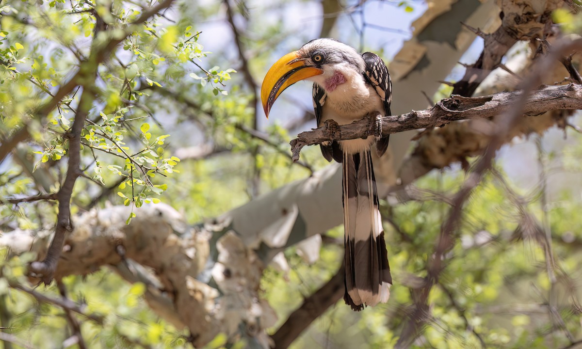 Eastern Yellow-billed Hornbill - ML637002418