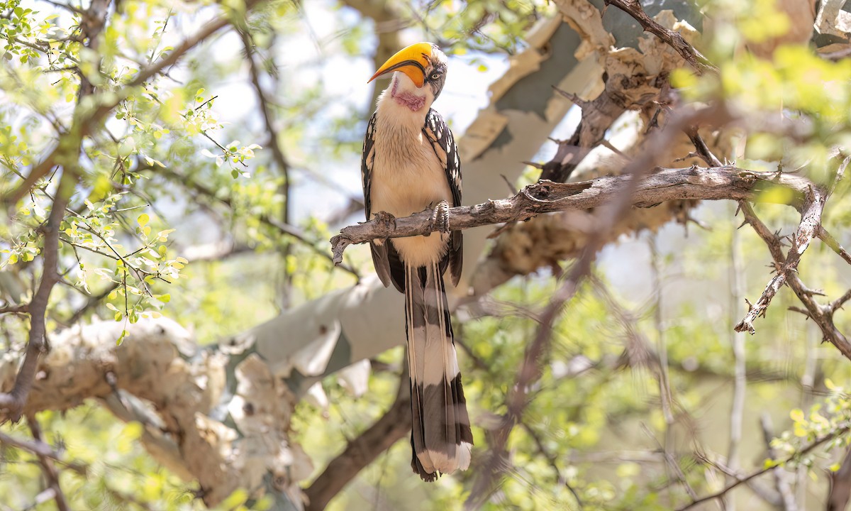 Eastern Yellow-billed Hornbill - ML637002419