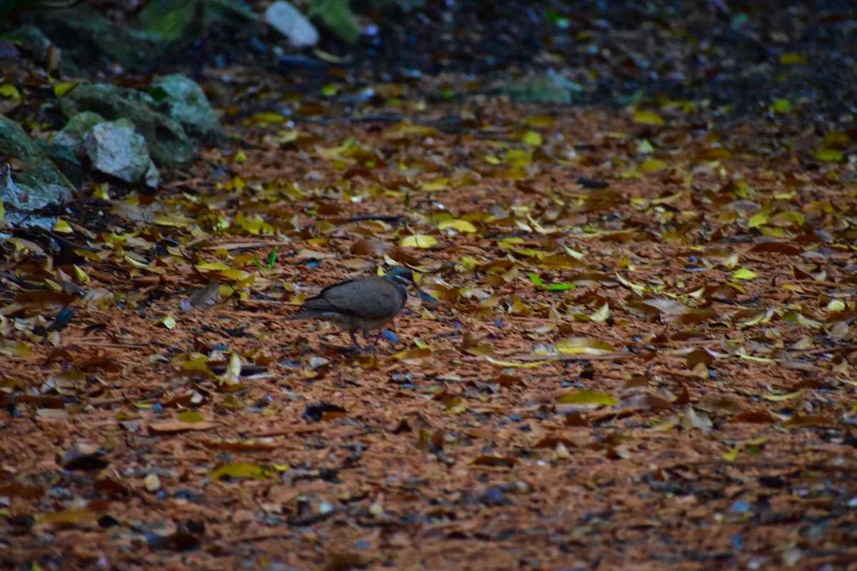Key West Quail-Dove - ML637002468