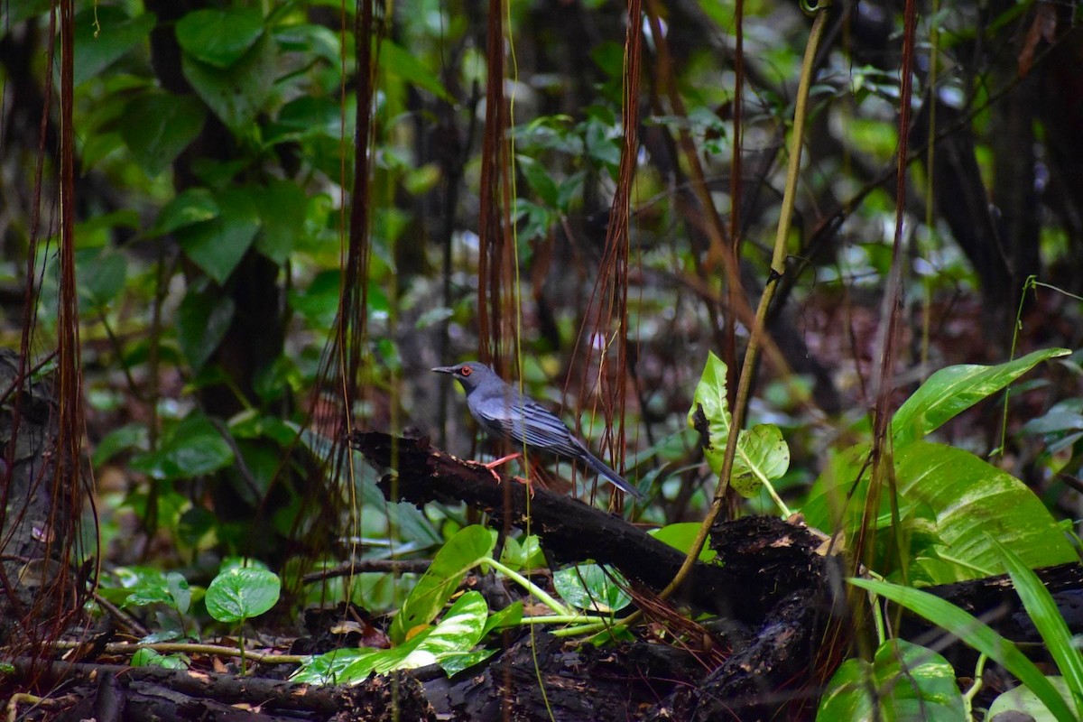 Western Red-legged Thrush - ML637002496
