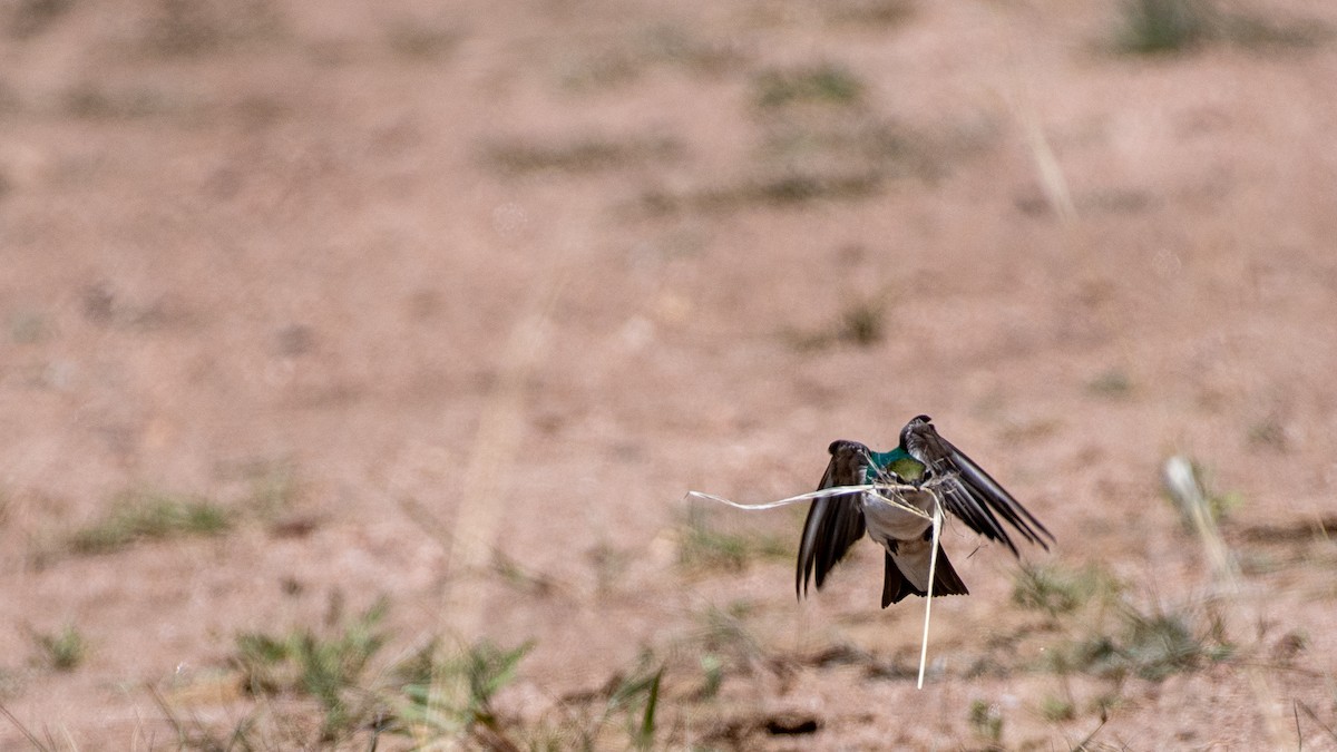 Violet-green Swallow - ML637002548