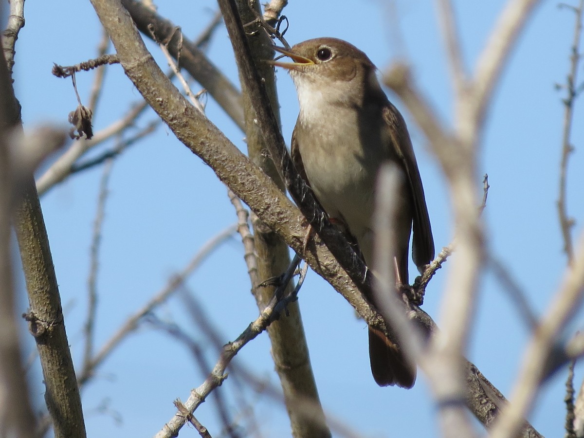 Common Nightingale - ML637002566