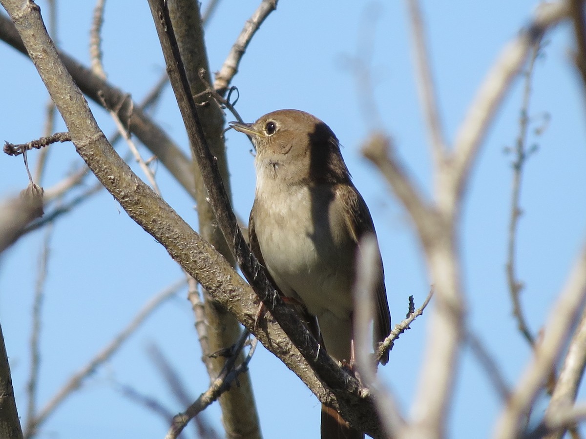 Common Nightingale - ML637002567