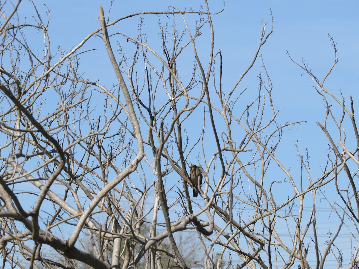 Common Nightingale - ML637002568