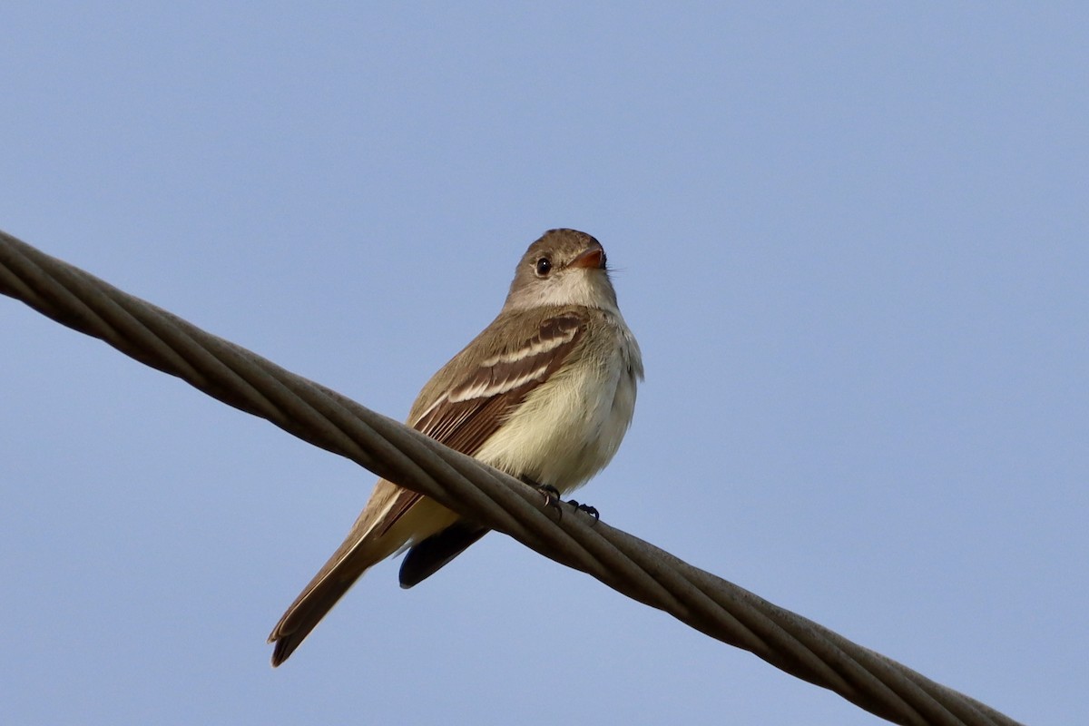 Willow Flycatcher - ML637002572