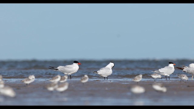 Caspian Tern - ML637002691