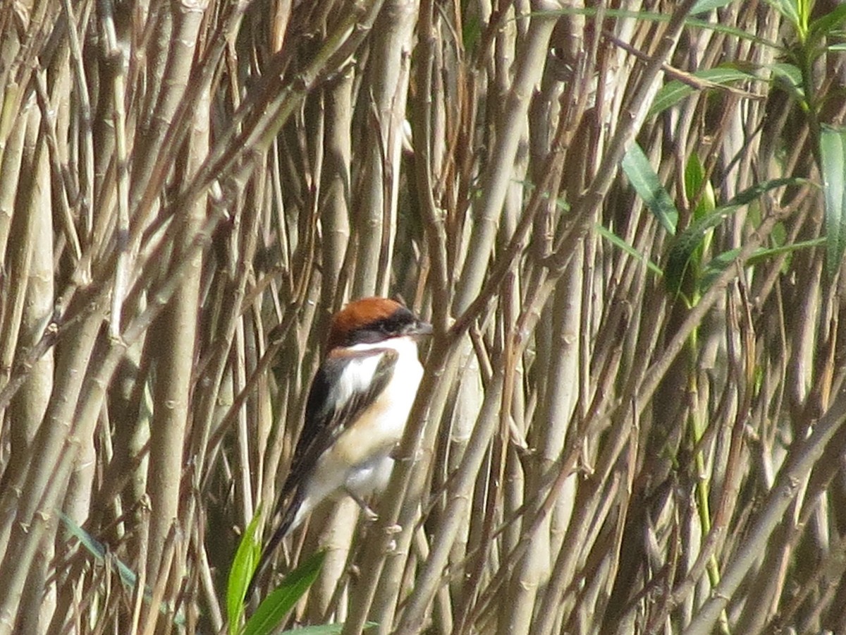 Woodchat Shrike - ML637002724