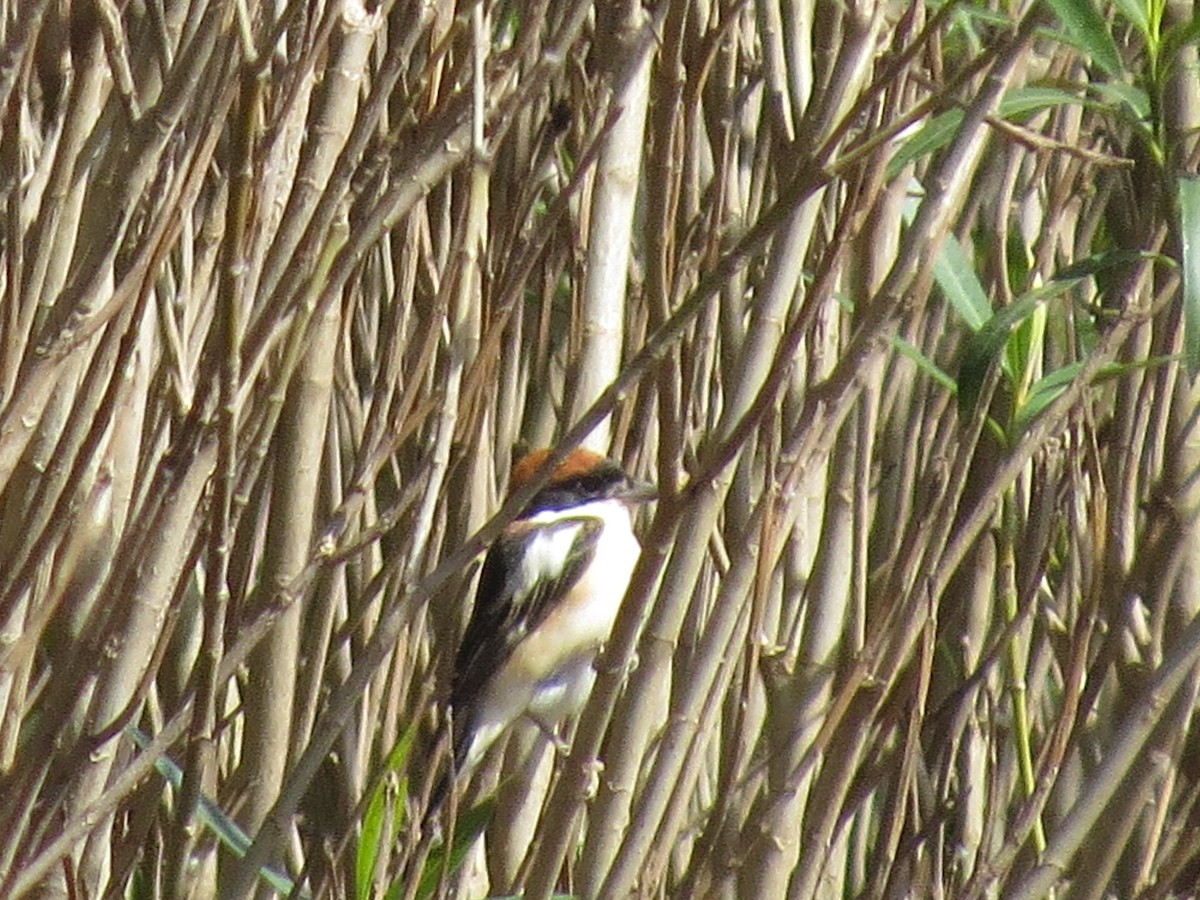 Woodchat Shrike - ML637002725