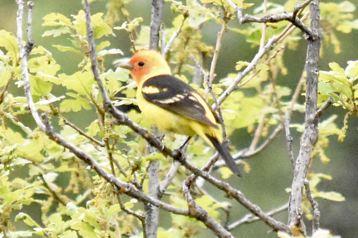 Western Tanager - ML637002768