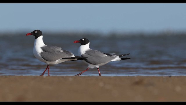 Antxeta mokogorri amerikarra - ML637002825