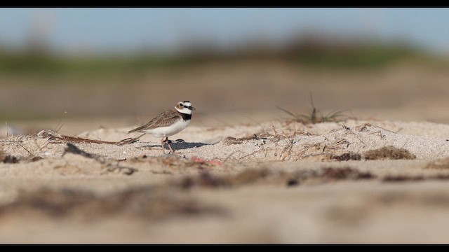 Wilson's Plover - ML637002829