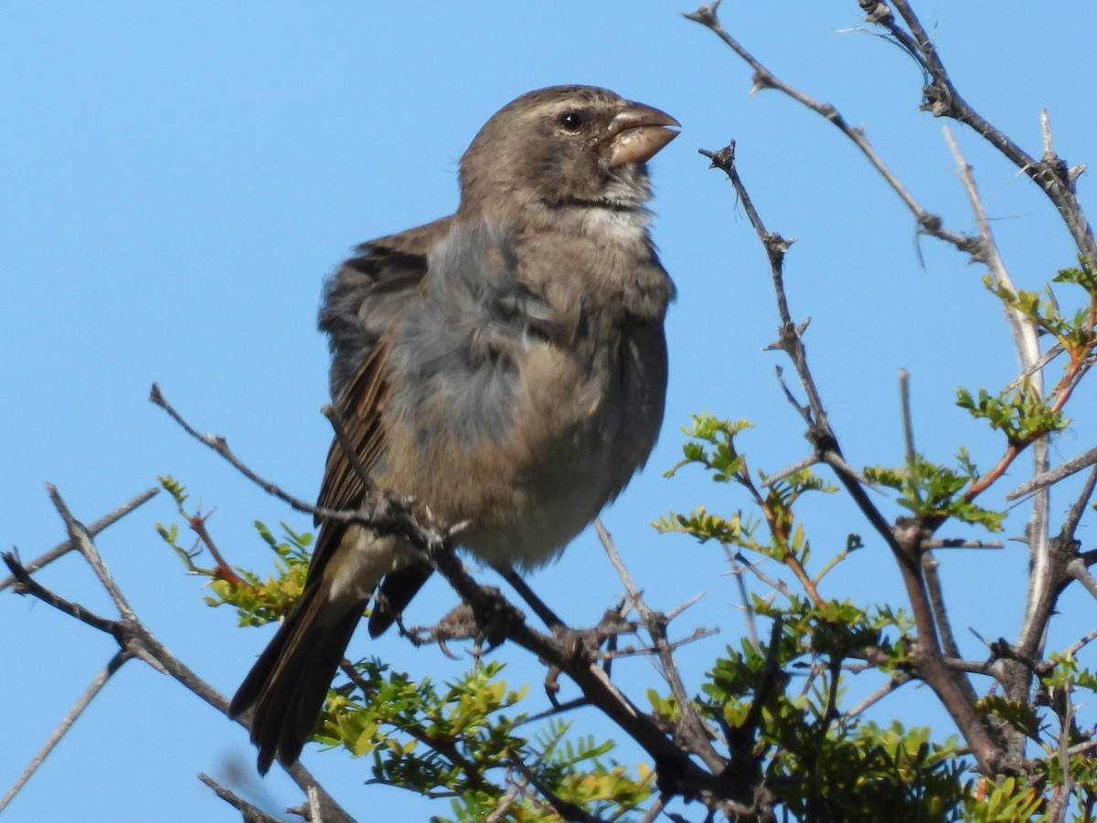 White-throated Canary - ML637002918