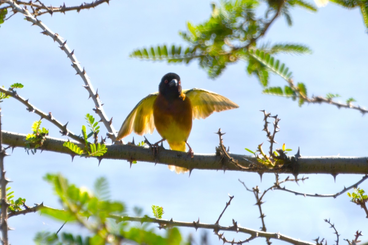 Golden-backed Weaver - ML637002968