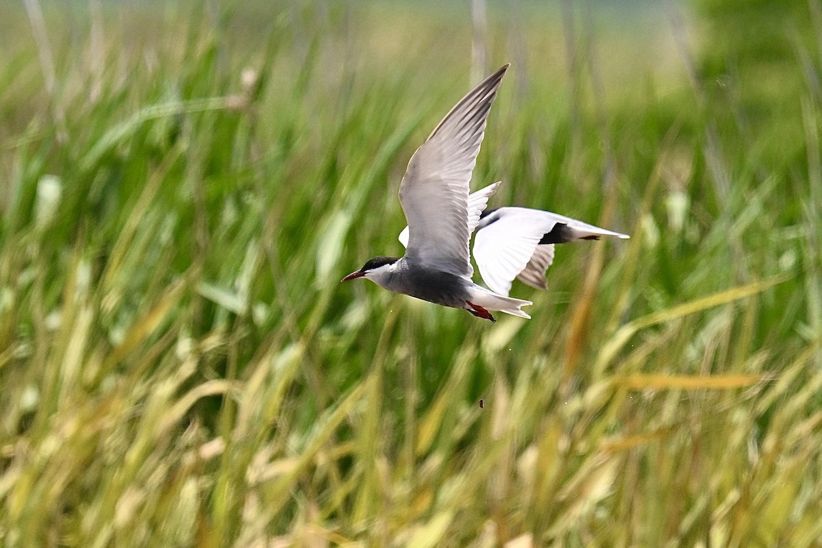 Whiskered Tern - ML637002972