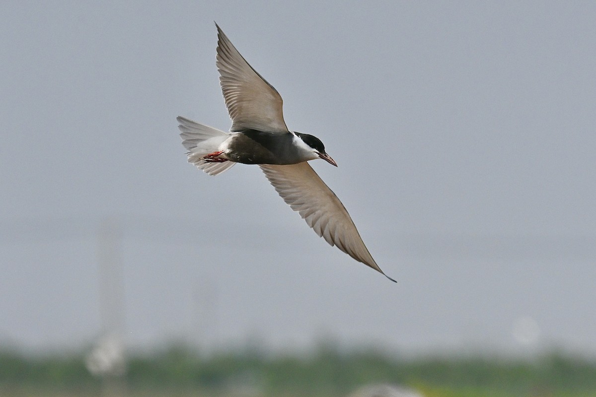 Whiskered Tern - ML637002983