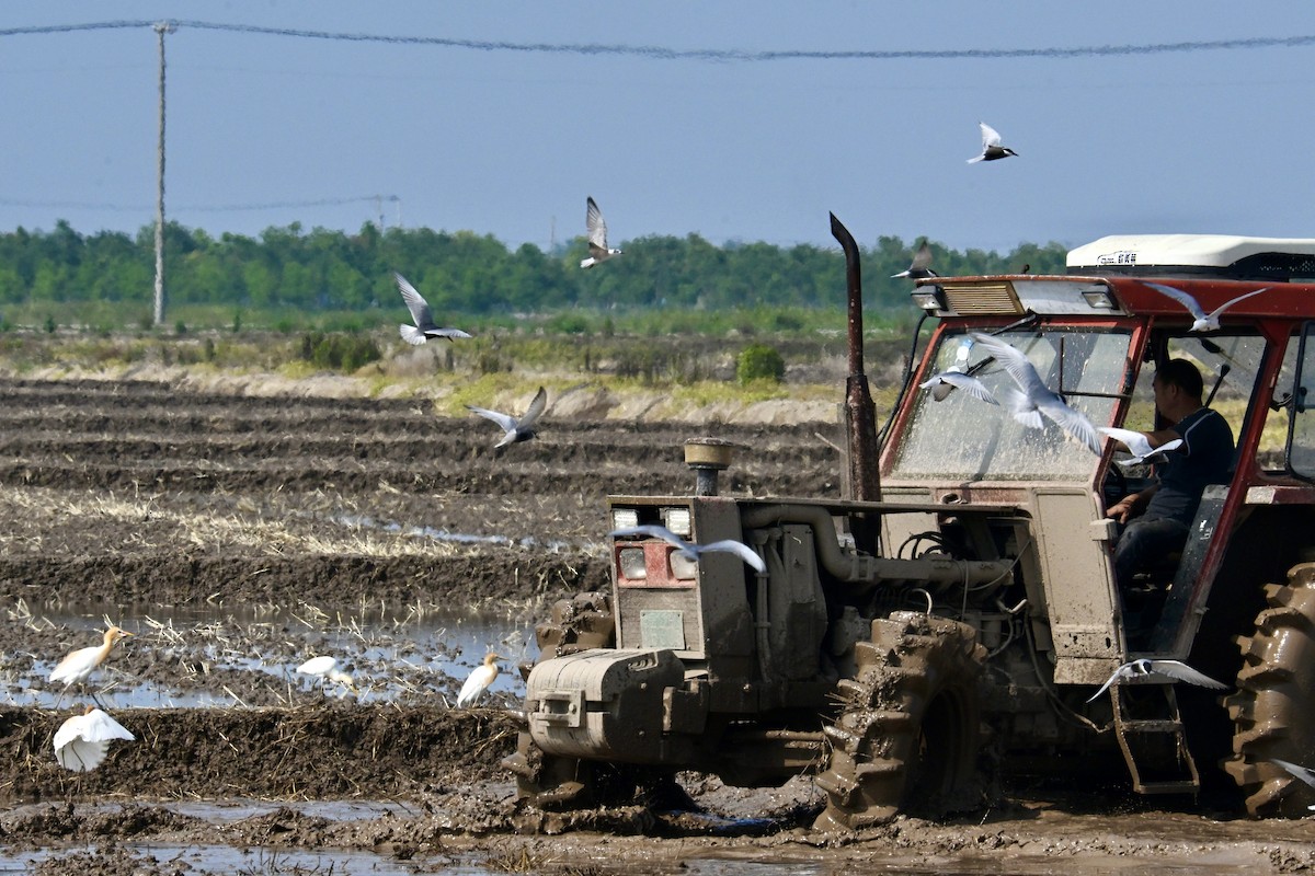 Whiskered Tern - ML637002997
