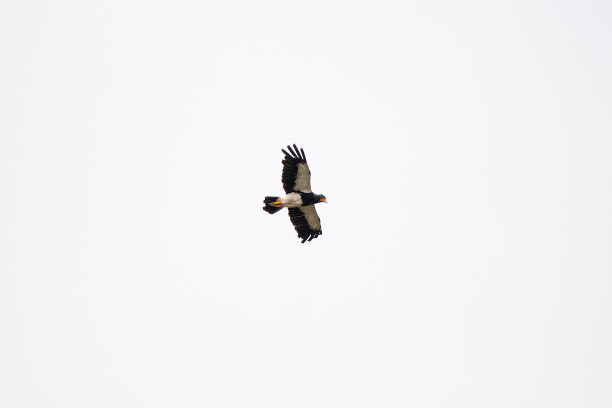 Mountain Caracara - ML637002999
