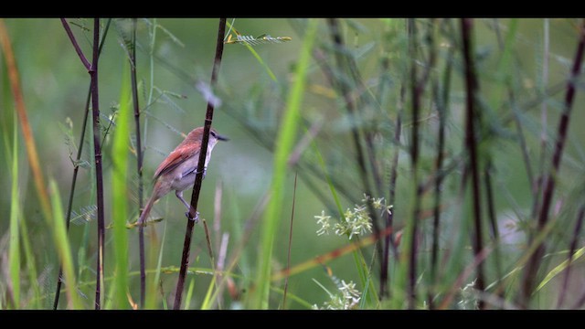 Yellow-chinned Spinetail - ML637003009