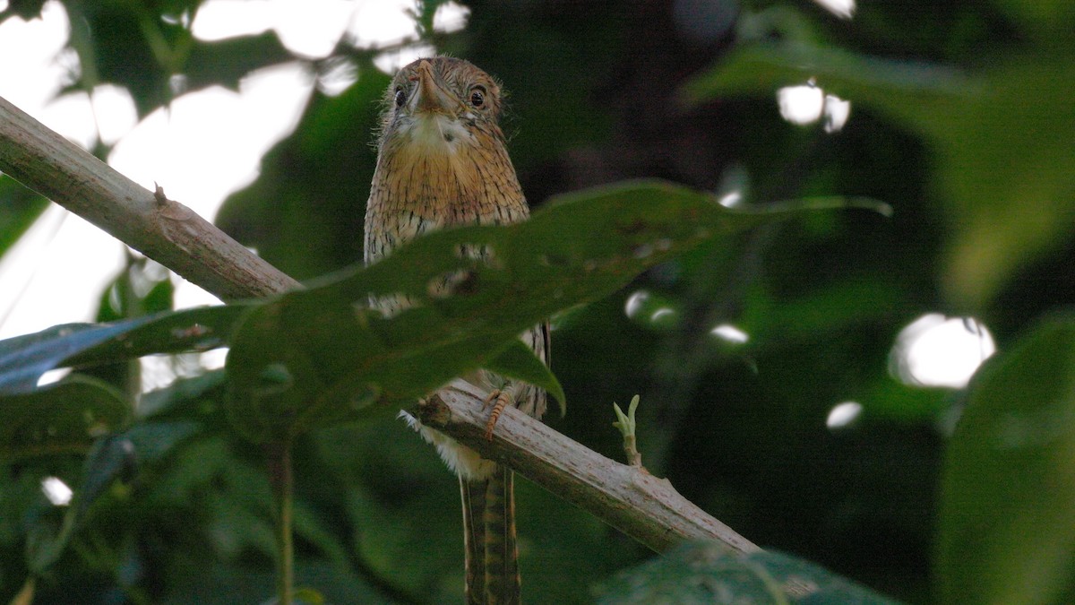 Western Striolated-Puffbird - ML637003020