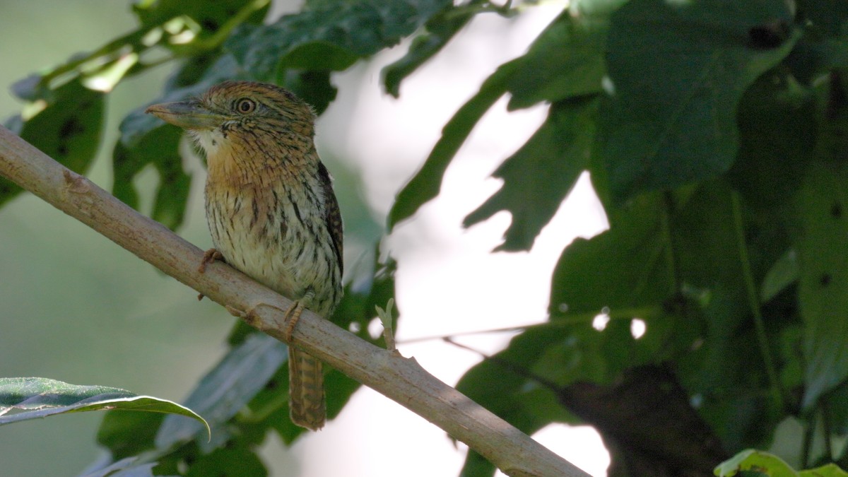 Western Striolated-Puffbird - ML637003022