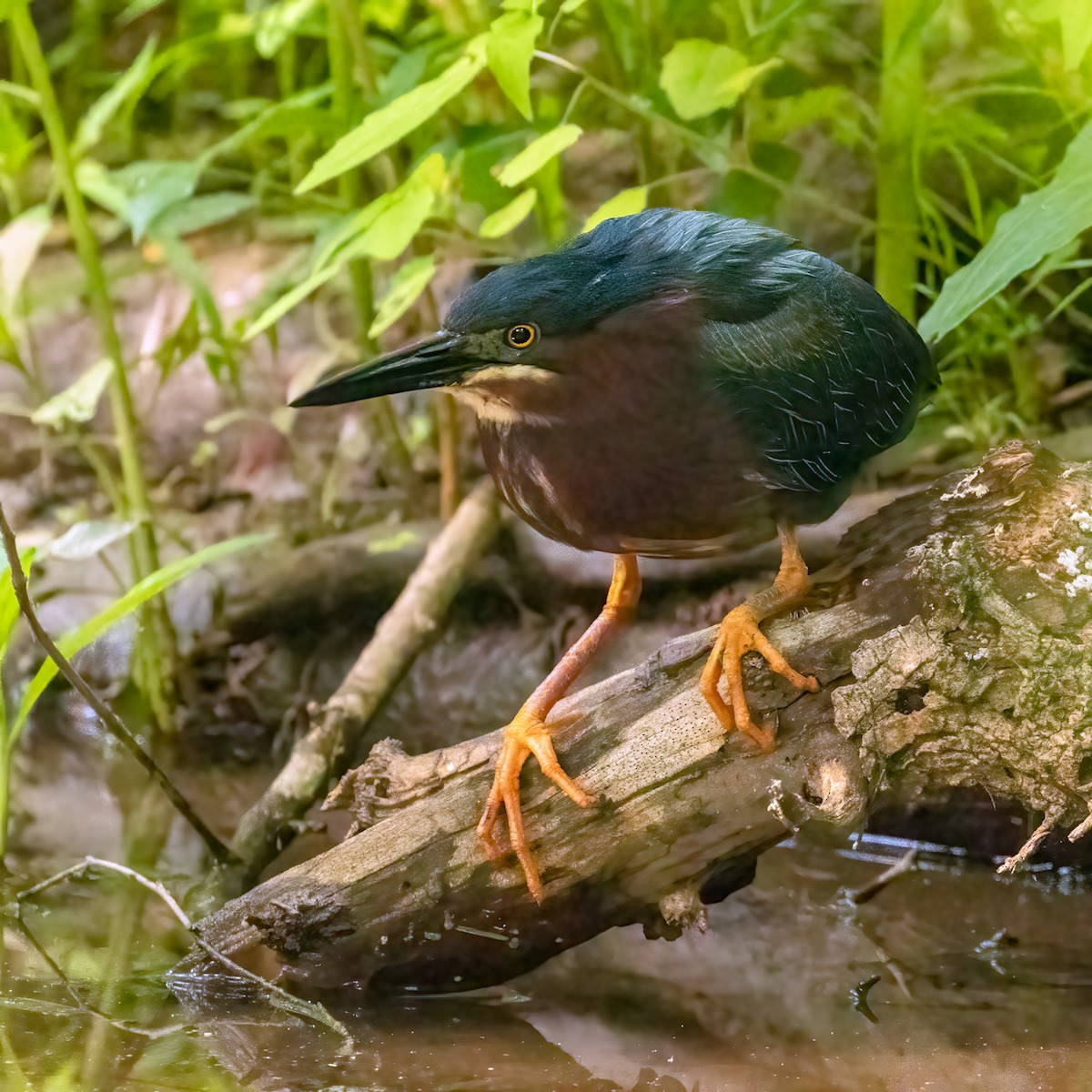 Green Heron - ML637003031