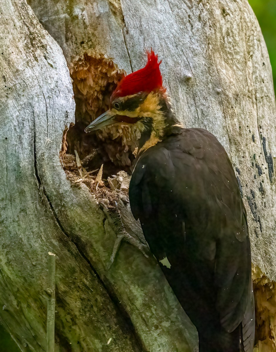 Pileated Woodpecker - ML637003039