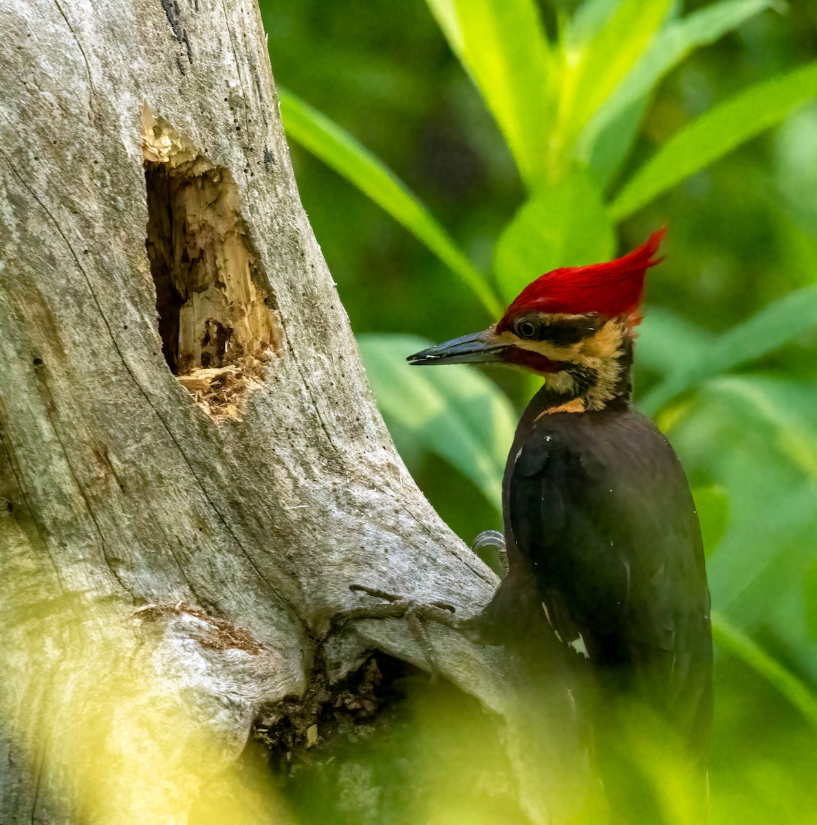 Pileated Woodpecker - ML637003047