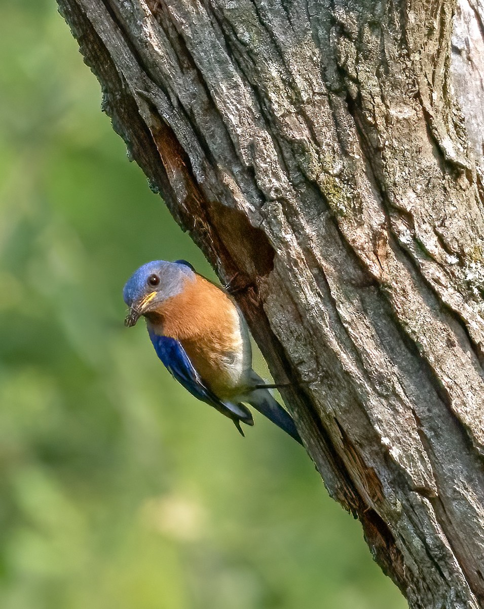 Eastern Bluebird - ML637003063