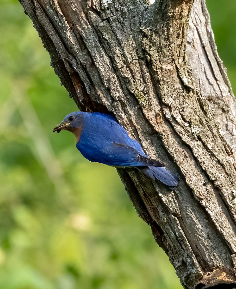 Eastern Bluebird - ML637003069