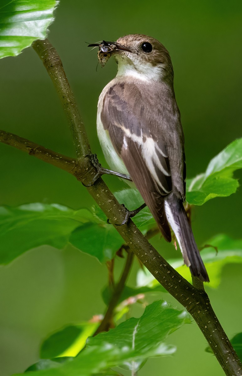 European Pied Flycatcher - ML637003070