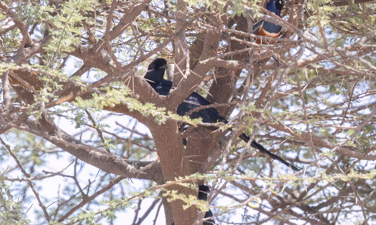 Bristle-crowned Starling - ML637003077