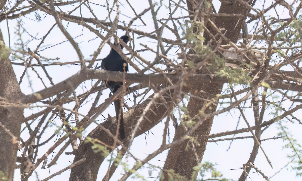 Bristle-crowned Starling - ML637003078