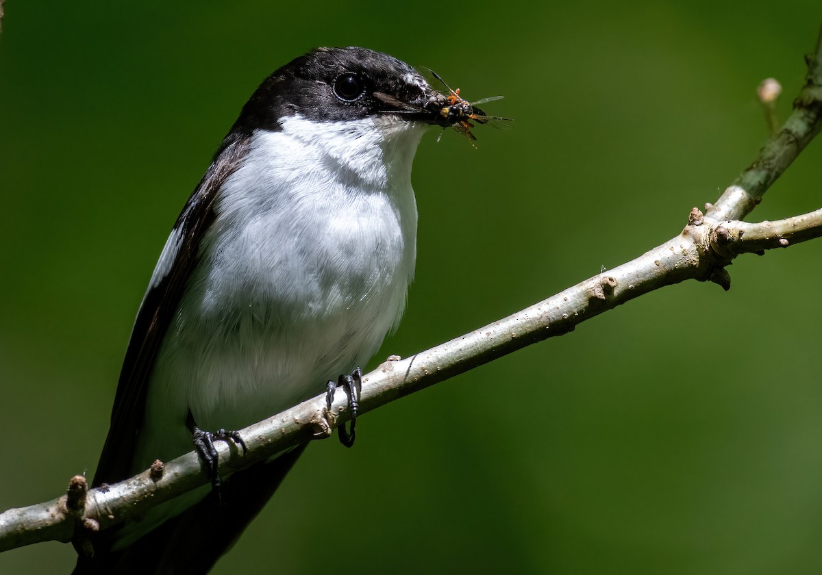 European Pied Flycatcher - ML637003102