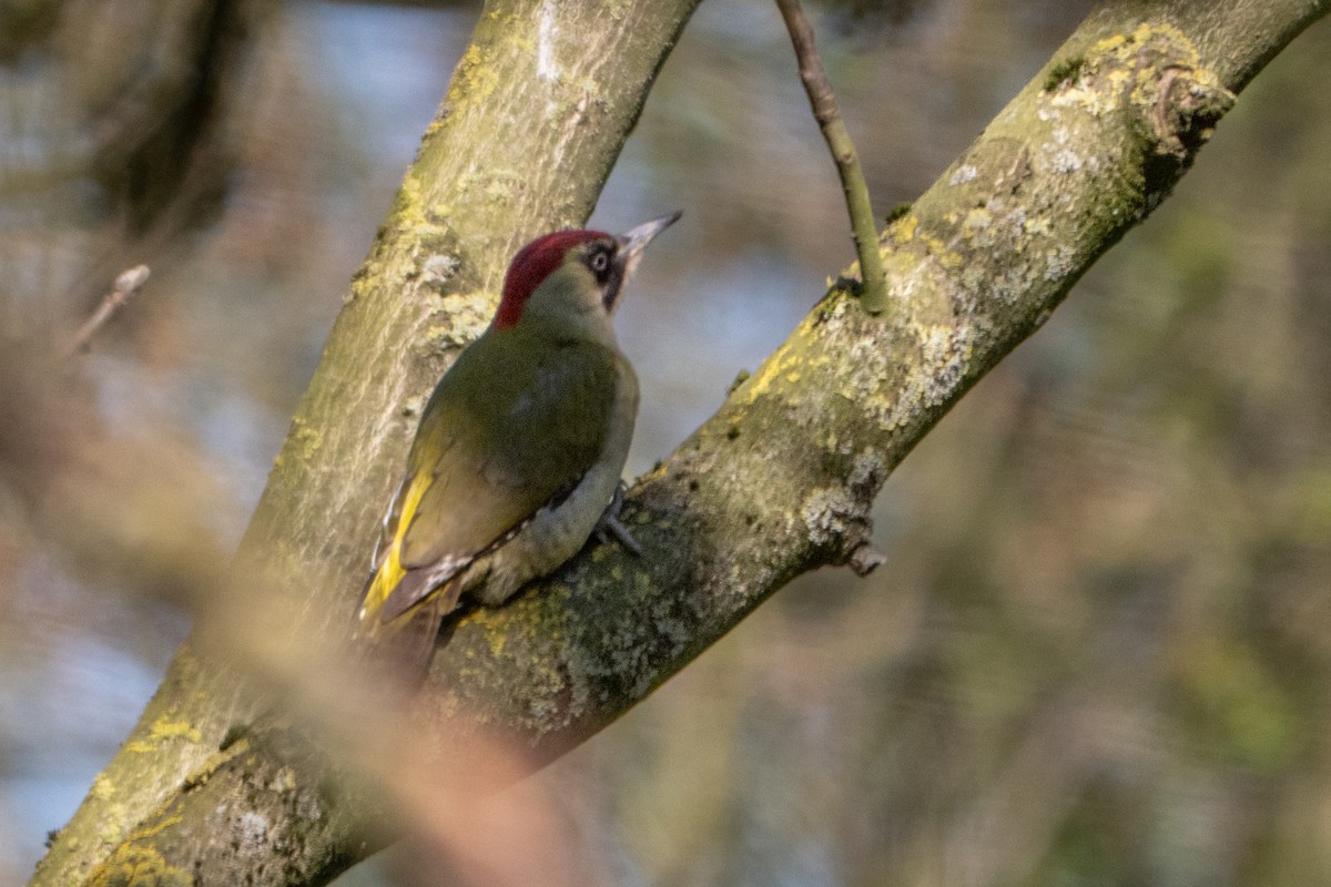 Eurasian Green Woodpecker - ML637003122