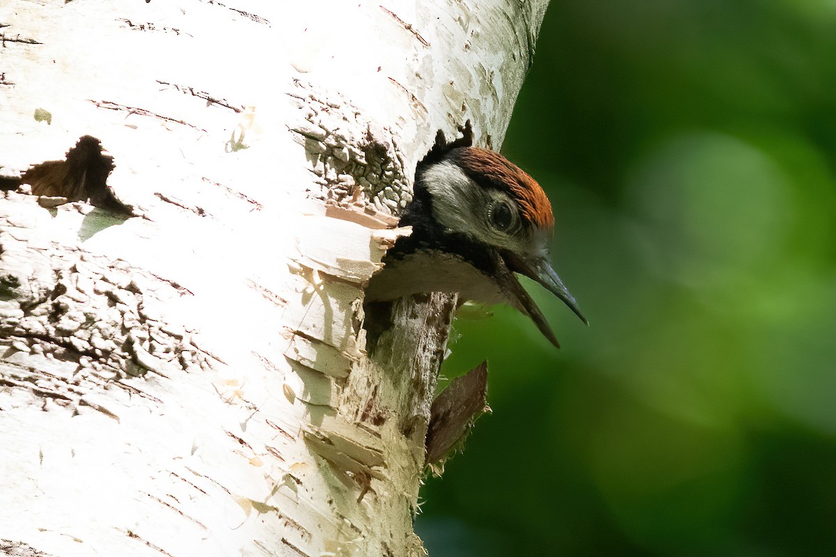 Great Spotted Woodpecker - ML637003142
