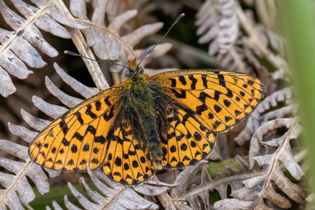 Pearl-bordered Fritillary - ML637003234