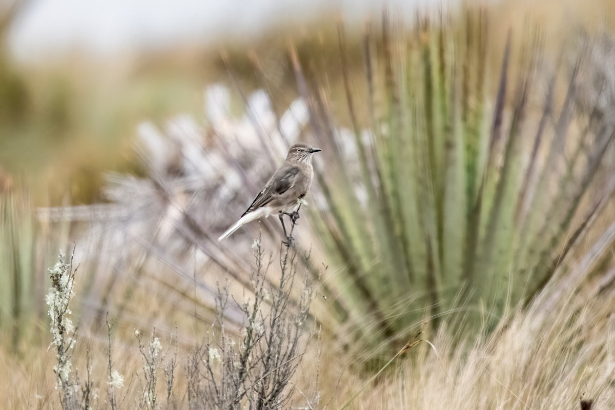Black-billed Shrike-Tyrant - ML637003251
