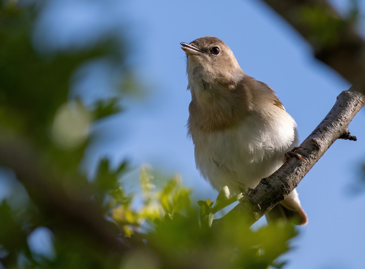Garden Warbler - ML637003290