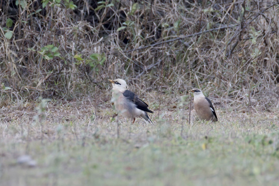 Vinous-breasted Myna - ML637003312