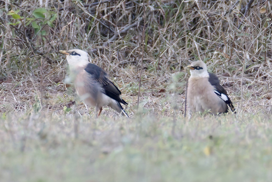 Vinous-breasted Myna - ML637003313