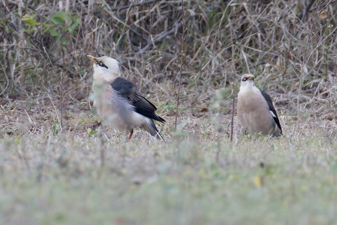 Vinous-breasted Myna - ML637003317