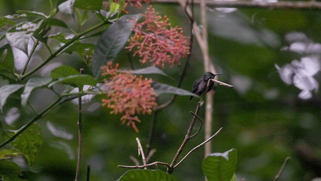 Fork-tailed Woodnymph - ML637003373