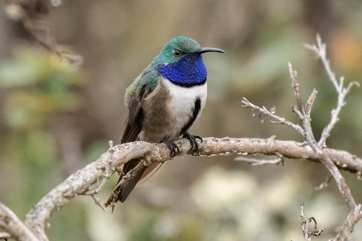 Blue-throated Hillstar - ML637003413