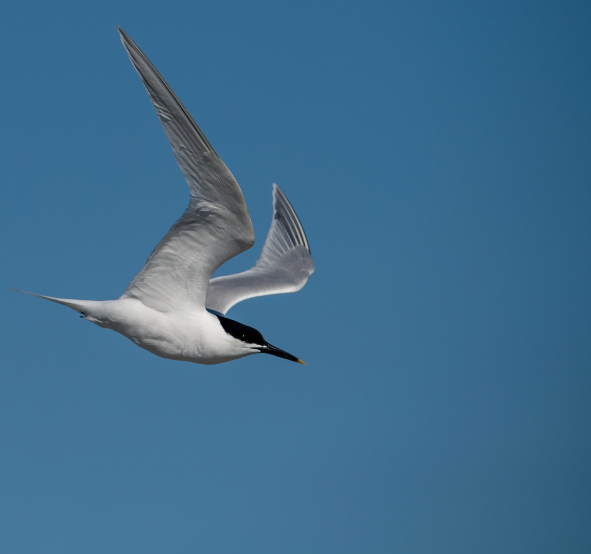 Sandwich Tern - ML637003449