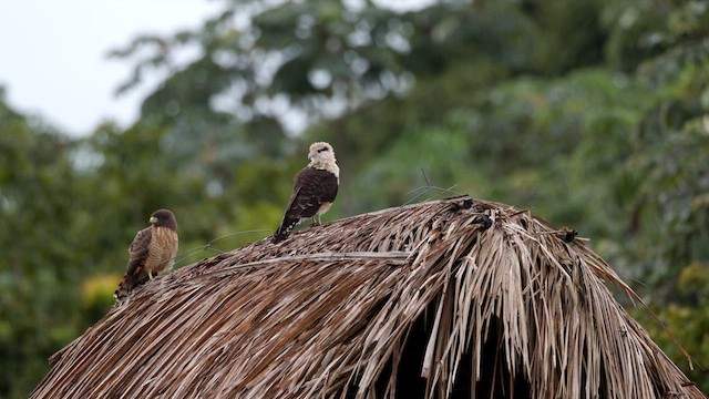 Yellow-headed Caracara - ML637003471