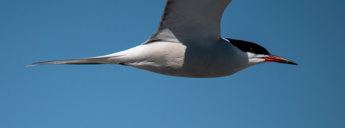 Common Tern - ML637003474