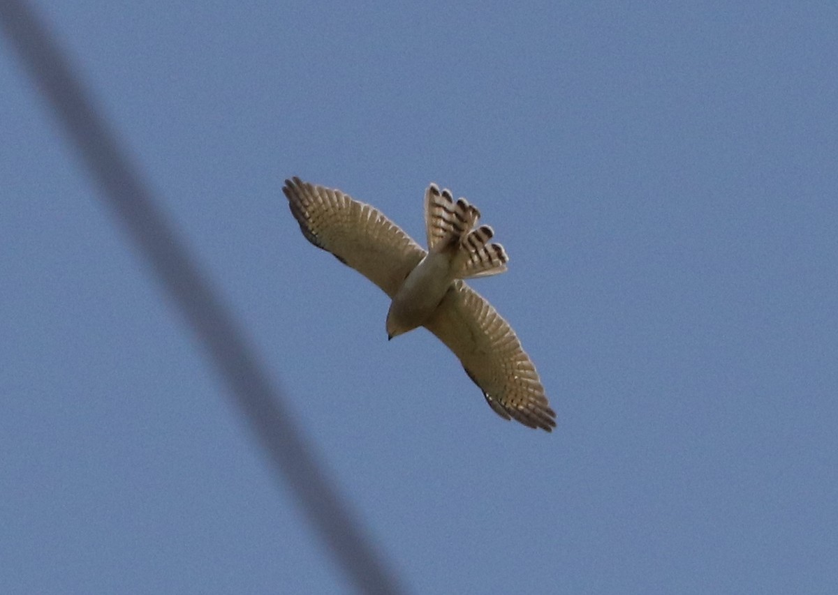 Shikra - ML637003491