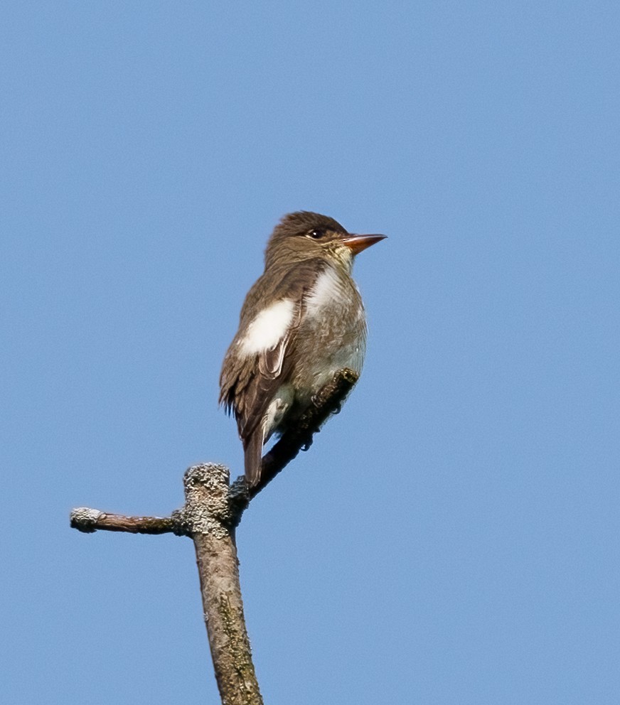 Olive-sided Flycatcher - ML637003561