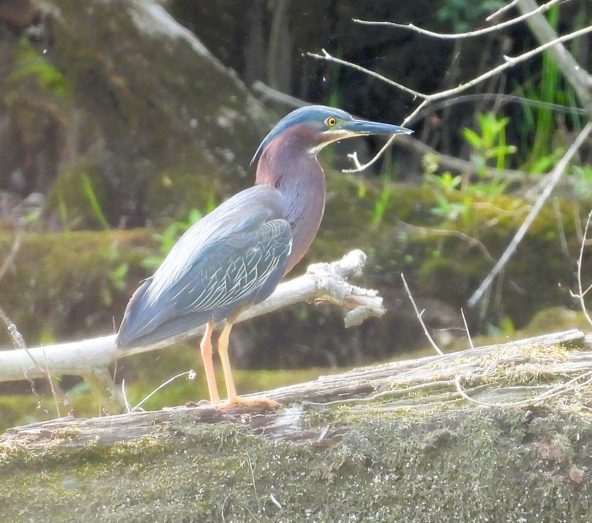 Green Heron - ML637003615