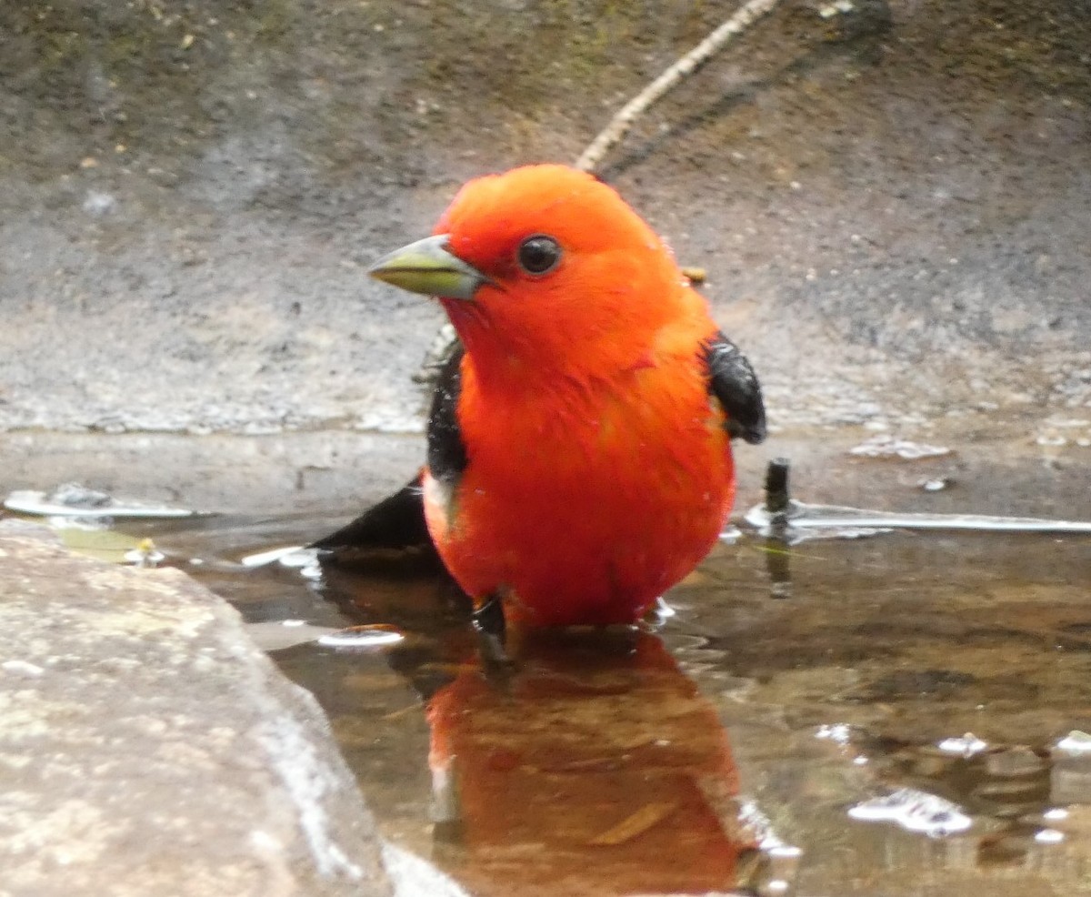 アカフウキンチョウ - ML637003637